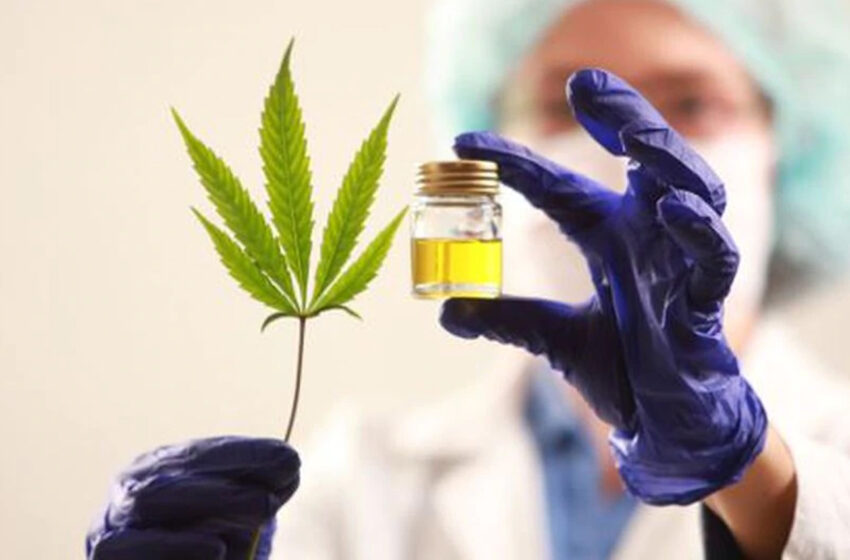  Se legalizó el autocultivo de Cannabis para uso medicinal